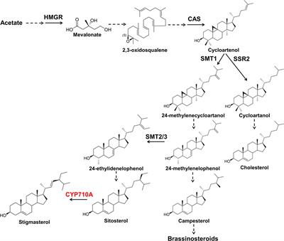 Why Do Plants Convert Sitosterol to Stigmasterol?